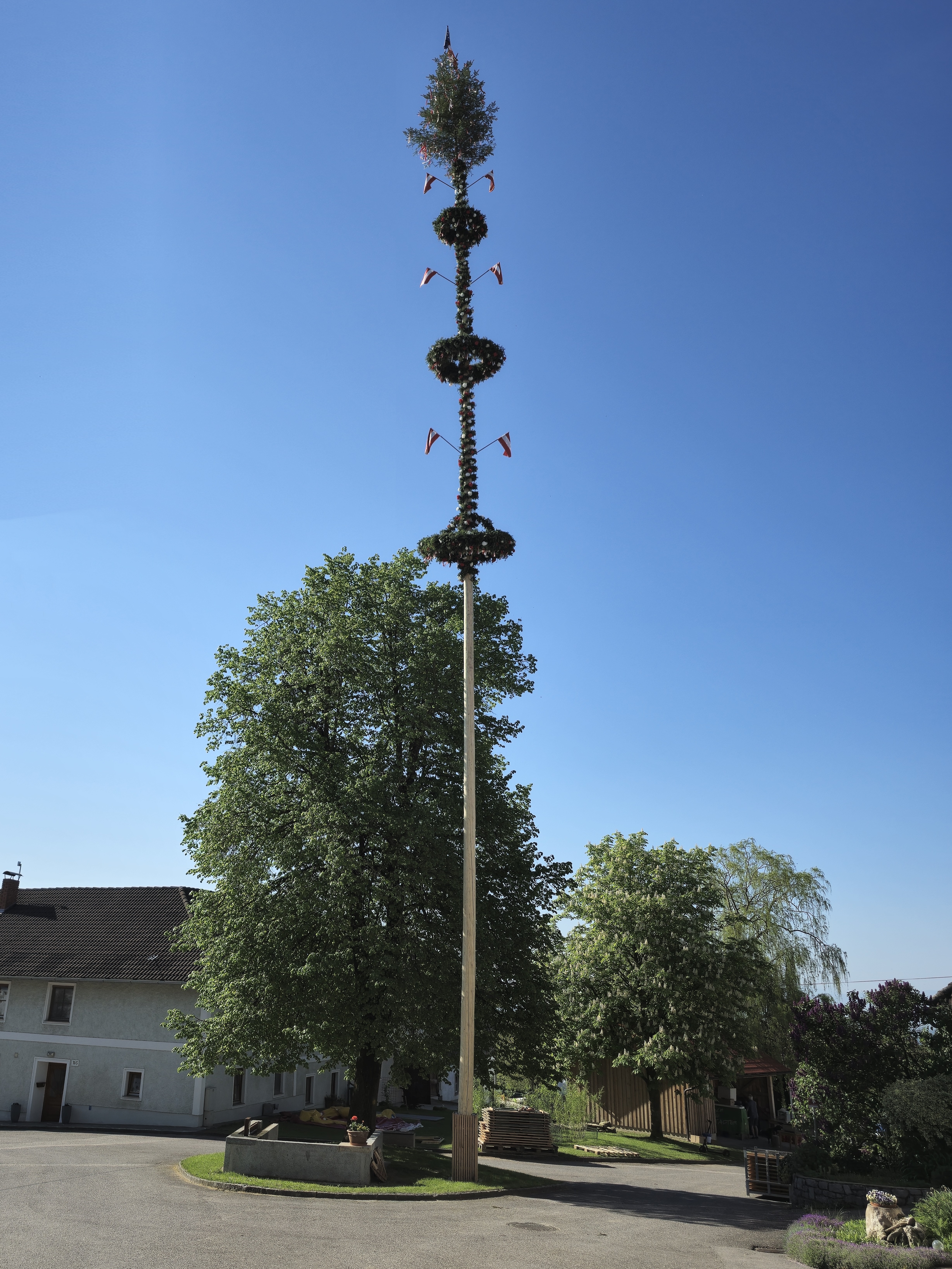 Maibaum 2025
